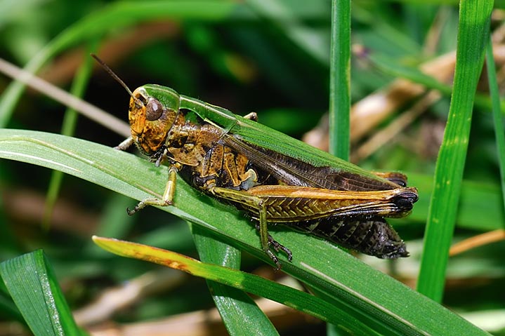 Omocestus sp.